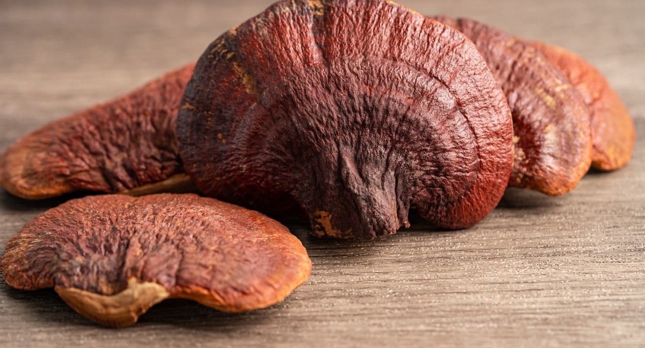 Quels sont les meilleurs champignons médicinaux pour les sportifs ?