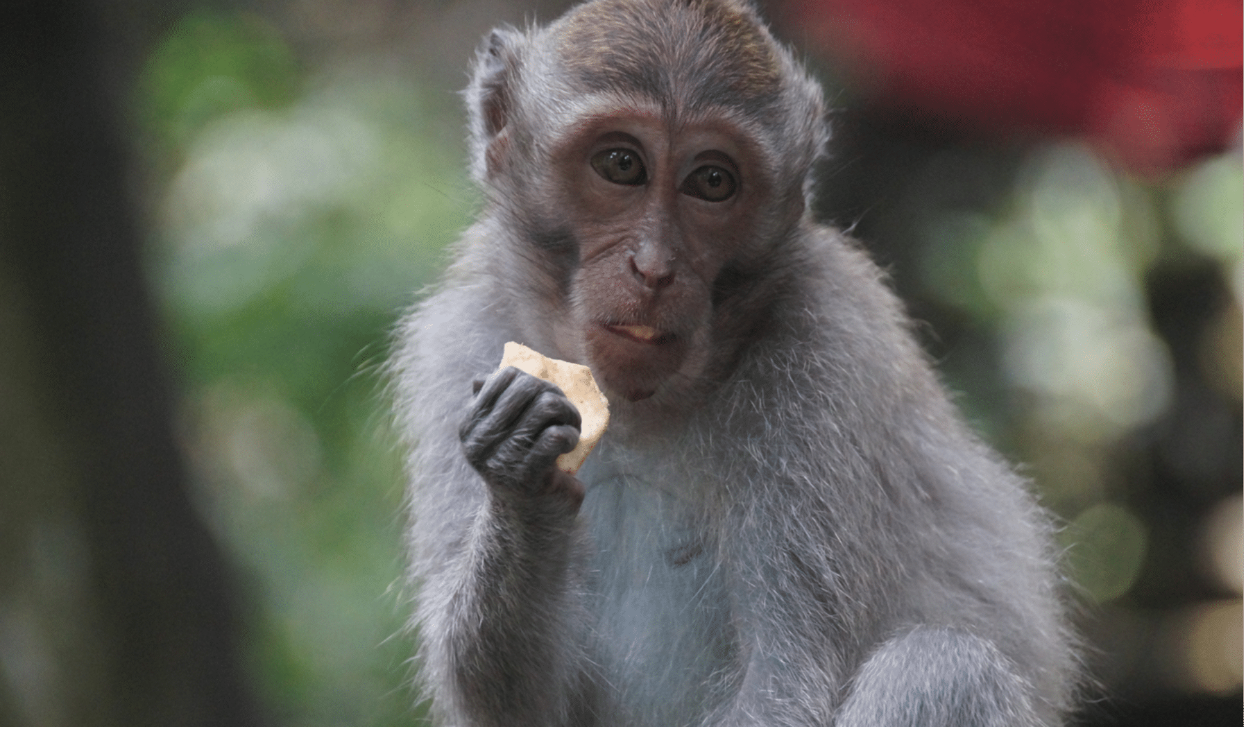 Les champignons hallucinogènes rendent-ils les singes intelligents ?