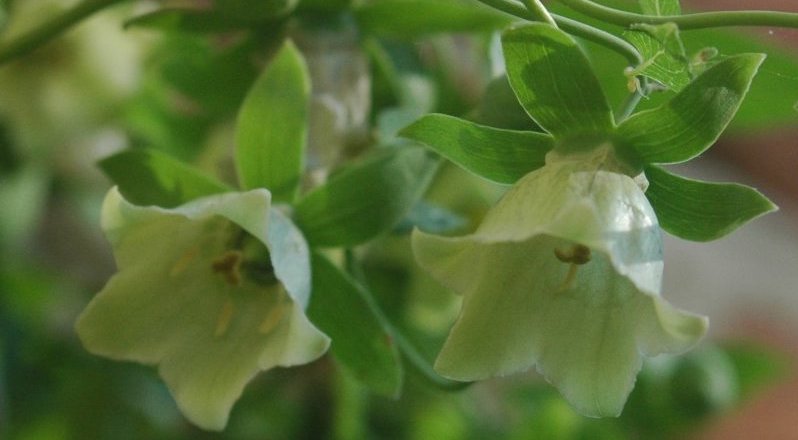 Codonopsis (dang shen) : une racine de longévité pour l’empereur Qianlong