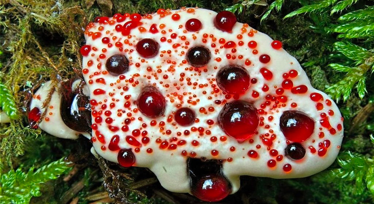 Hydnellum Peckii : tout ce qu’il faut savoir sur le champignon qui saigne