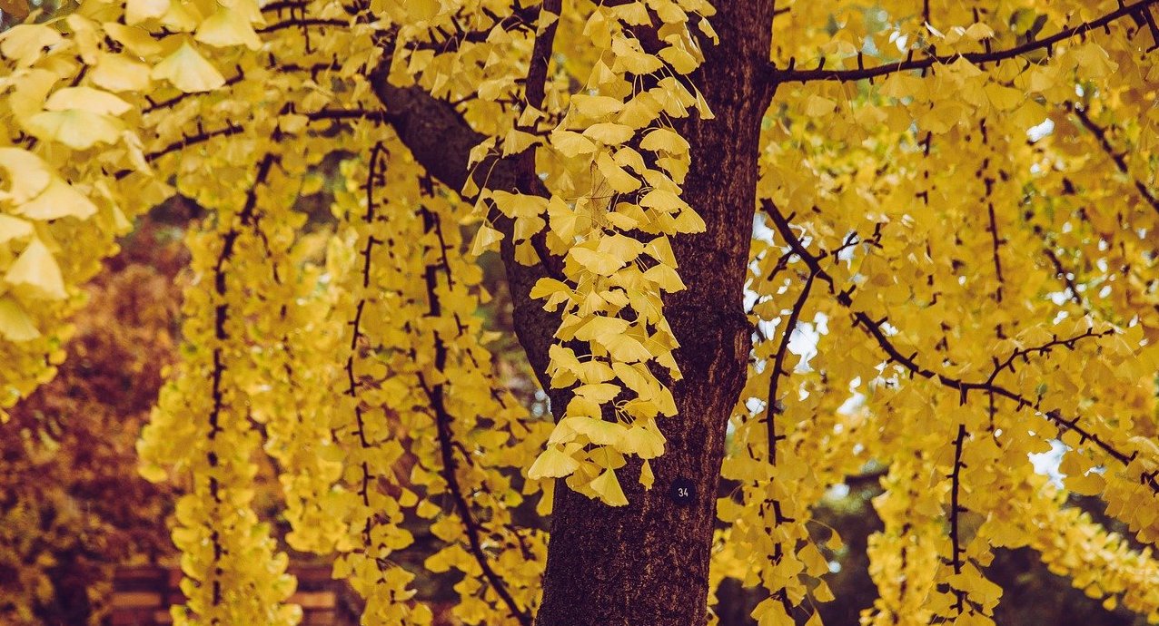 7 plantes nootropiques pour booster l’énergie mentale