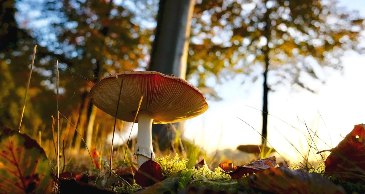 Les champignons : des alliés de santé ?