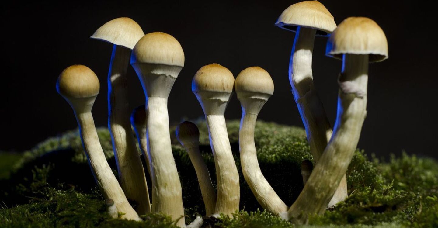 Enthéogènes : aux origines de leur utilisation dans la spiritualité
