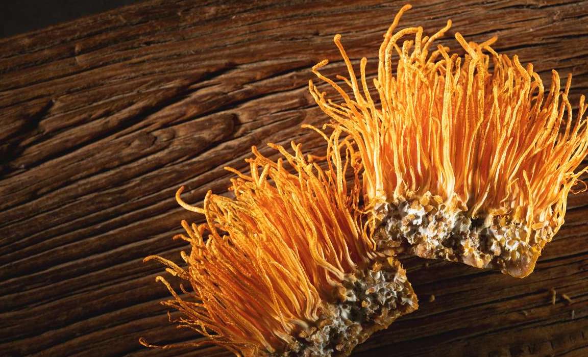 Champignons entomopathogènes : la solution durable contre les rongeurs ?