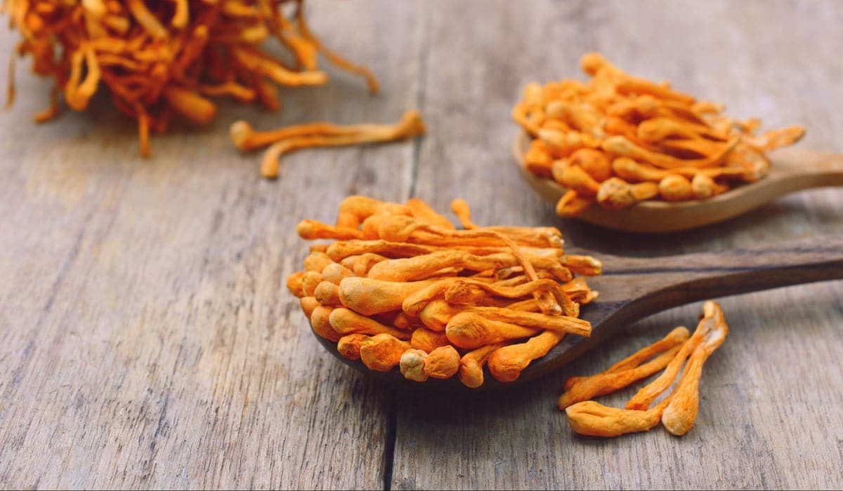 Le cordyceps : ce champignon est-il vraiment aphrodisiaque ?