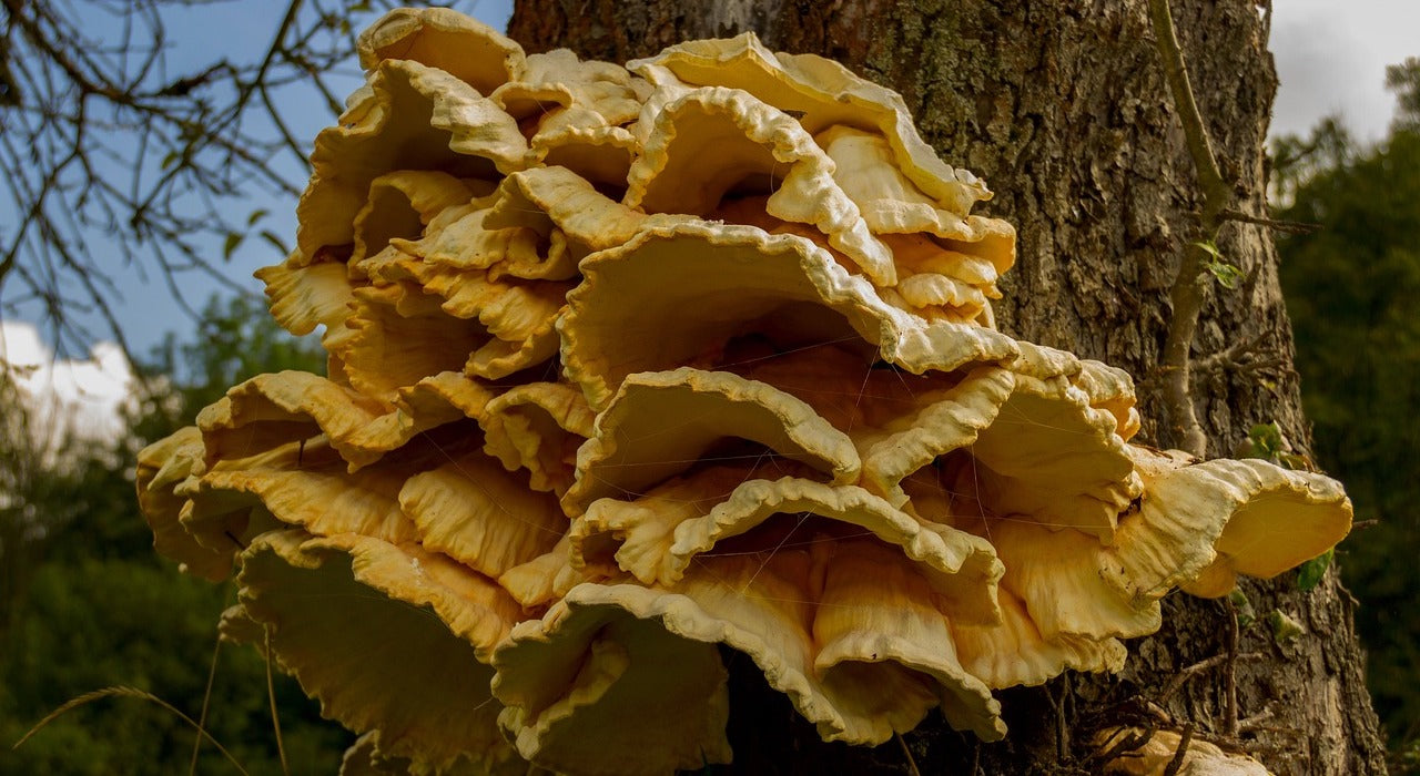 Le polypore soufré : tout ce qu’il faut savoir