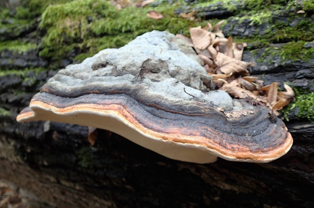 Fomitopsis pinicola : le secret derrière sa ceinture rouge