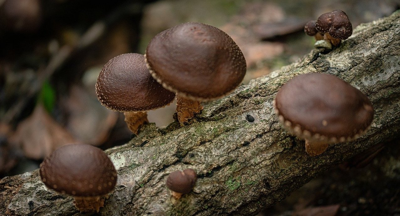 Le shiitake : les bienfaits de ce champignon japonais