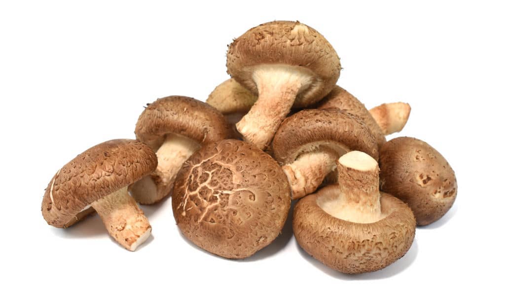Agaricus Blazei : les bienfaits du champignon du soleil