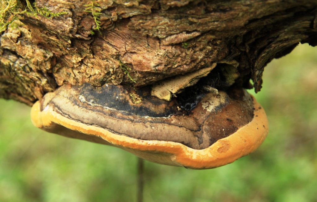 Les bienfaits du Phellinus linteus