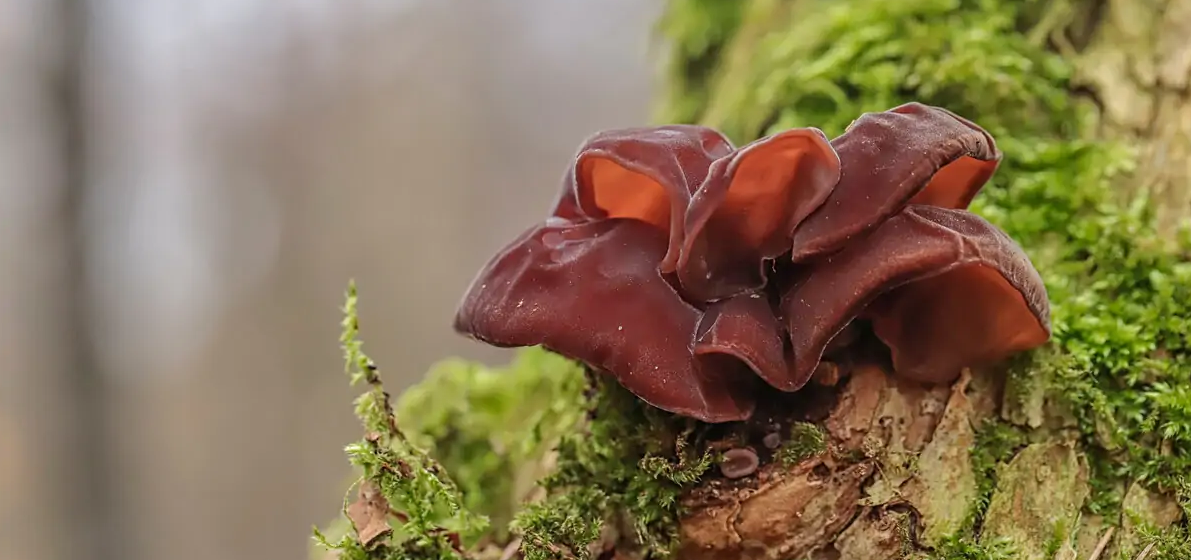 Auricularia Judae : comment profiter des bienfaits de l’oreille de judas ?