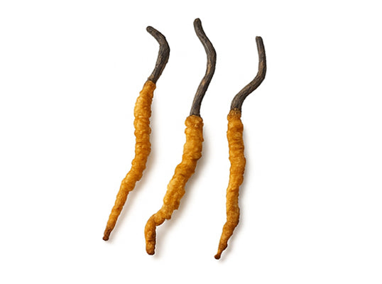 Cordyceps
