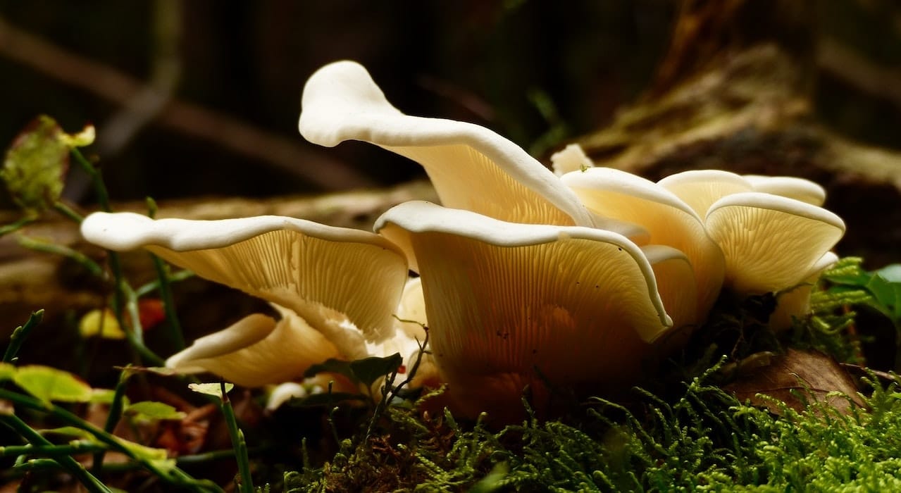 L'incroyable découverte du Dr. Donatini sur les champignons médicinaux