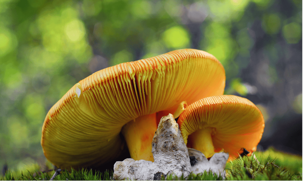 Amanite des césars (oronge) au chapeau orange vif dans son environnement naturel en sous-bois