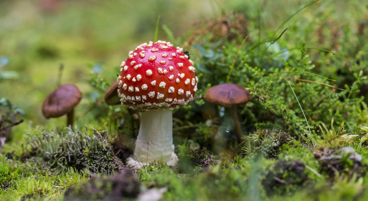 Amanite tue-mouche : le champignon du père Noël ?