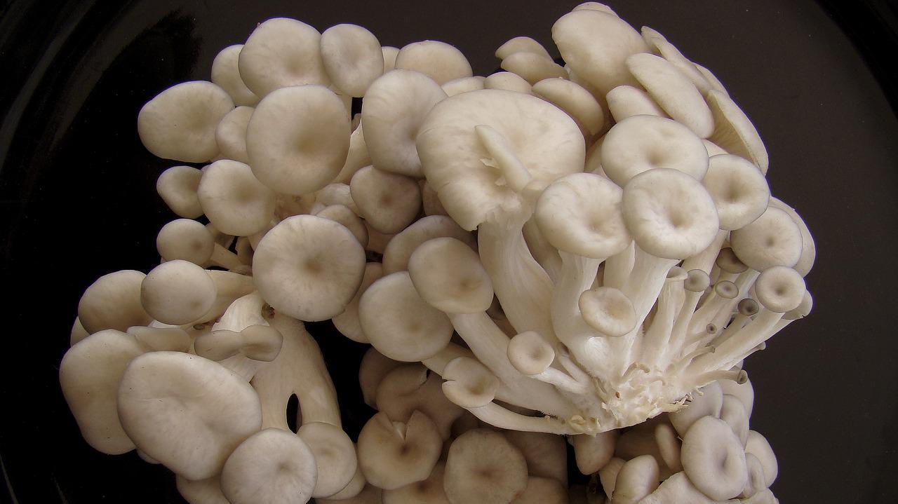 Shimeji : bienfaits du champignon japonais le plus gourmand
