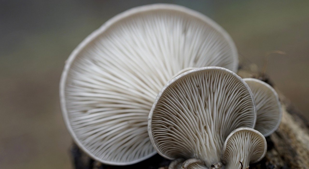 Ergothionéine : le super antioxydant des champignons
