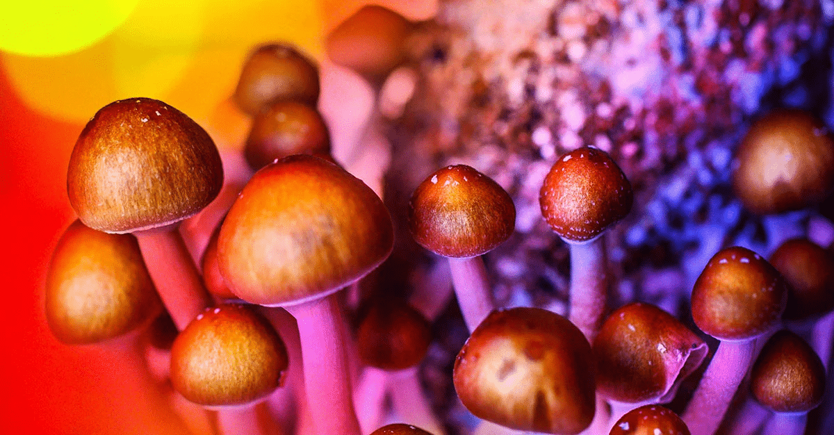 Les champignons hallucinogènes sont-ils vraiment magiques ?