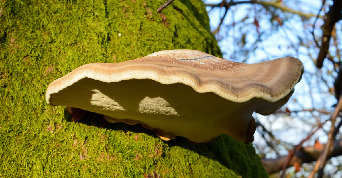Polypore du bouleau : le grand oublié des champignons médicinaux 