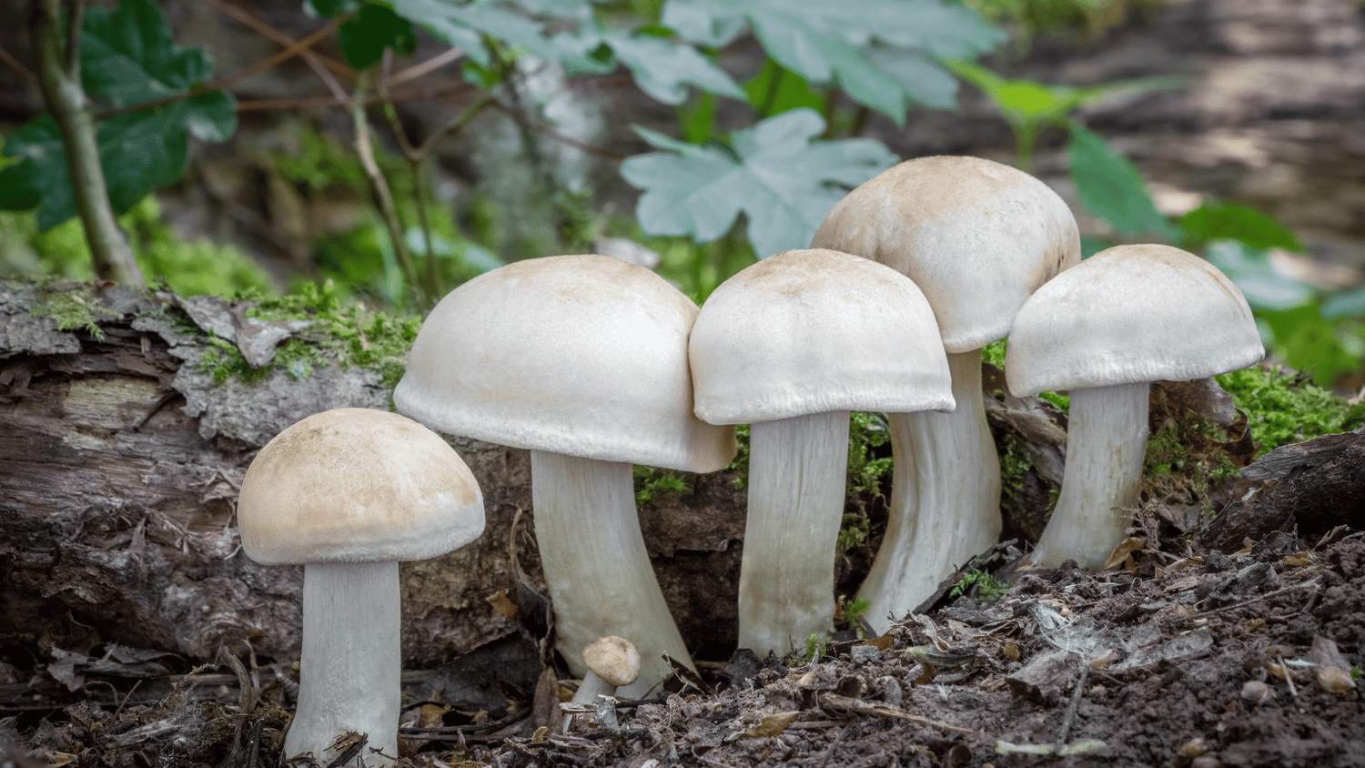Le Tricholome de la Saint-Georges : le champignon préféré des sorcières ?
