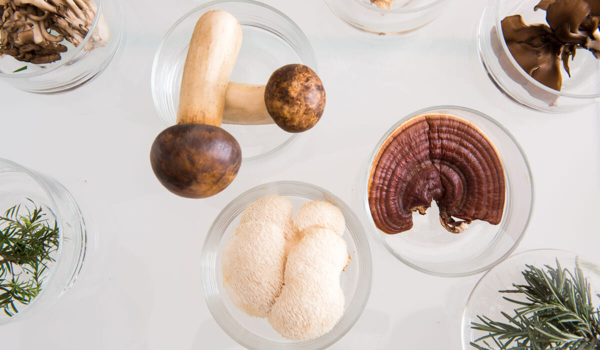 Comment consommer les champignons médicinaux ?