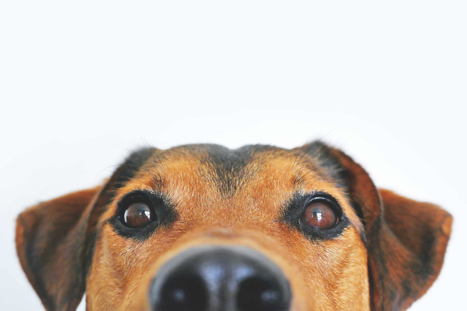 Les chiens peuvent-ils manger des champignons ?