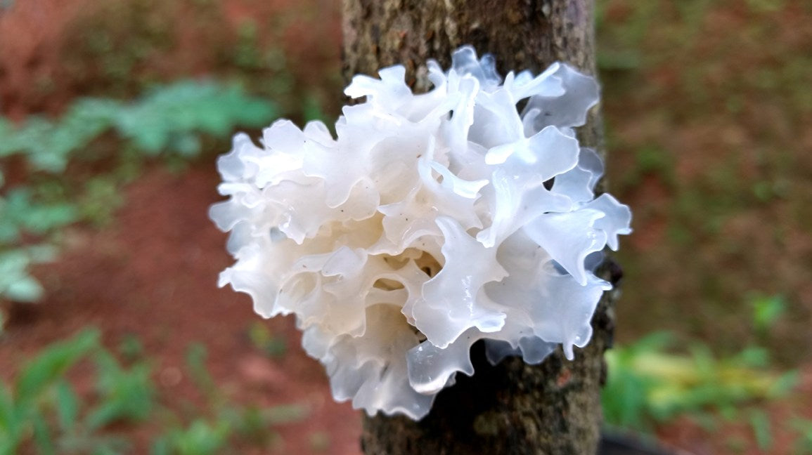 Trémelle en fuseau : un champignon pour une peau comme blanche neige ?