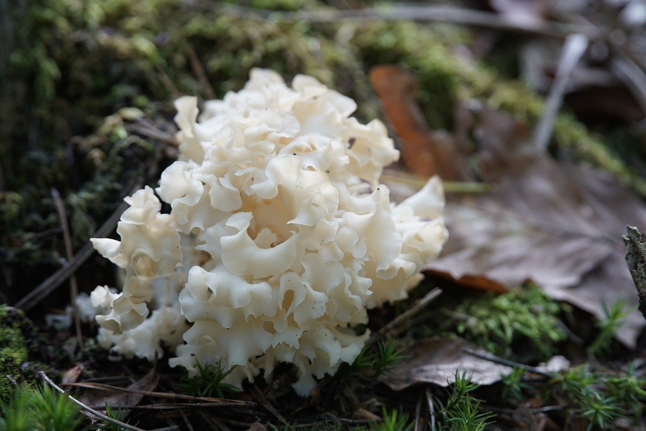 Sparassis crépu : votre guide du champignon chou-fleur