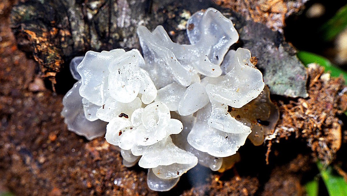 Trémelle fucus : un champignon riche en acide hyaluronique ?