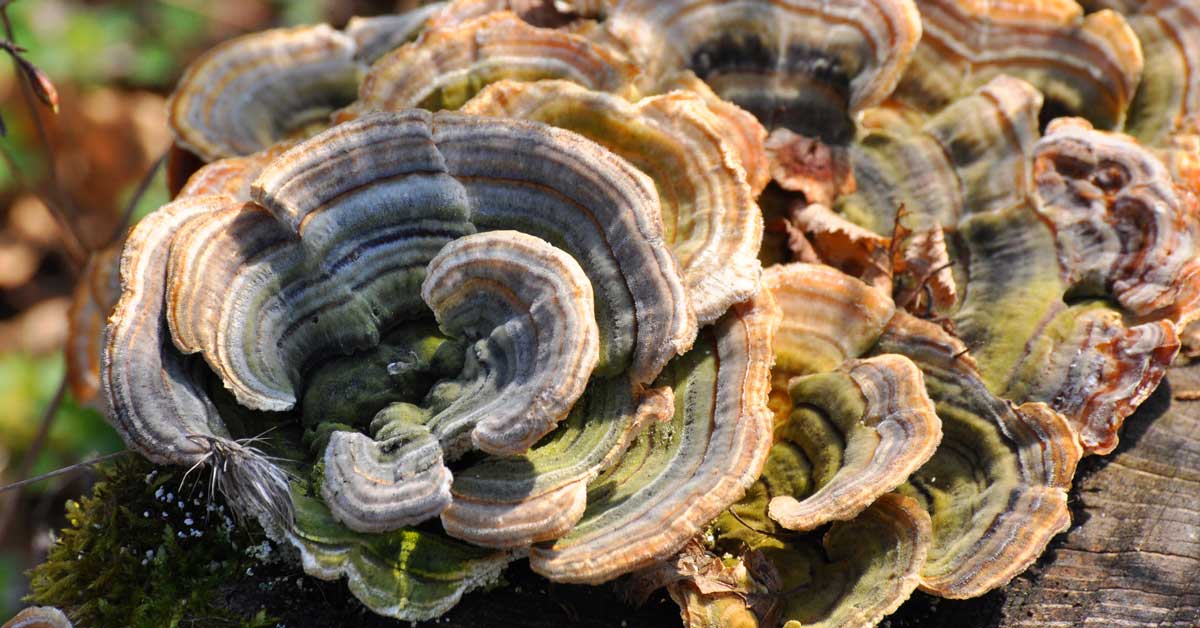 Coriolus versicolor : le guide complet du champignon queue de dinde