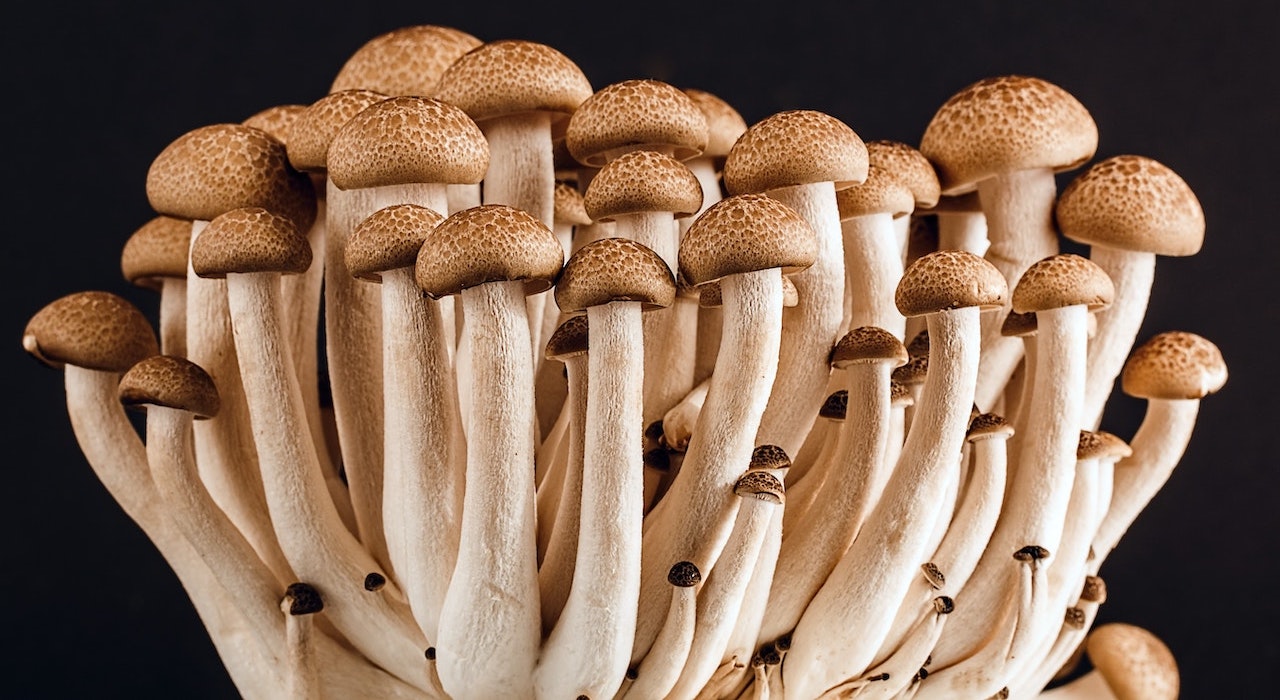 Quel est le rôle de la chitine dans les champignons ?