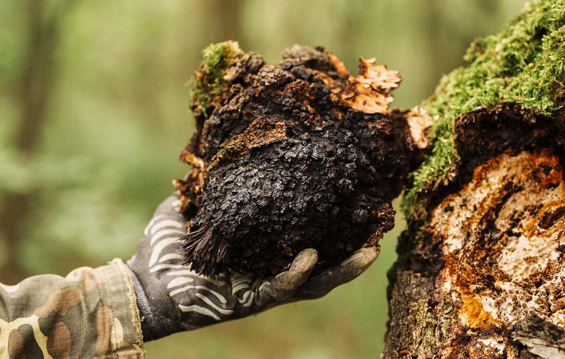 Chaga : le vrai danger du champignon