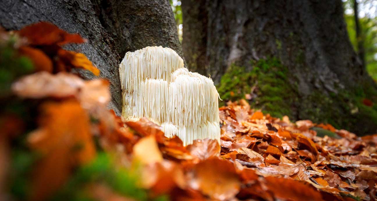 La crinière de lion : un champignon pour les neurones