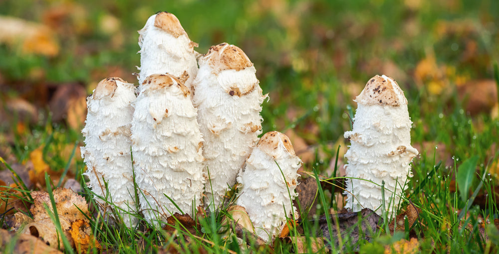 Coprin chevelu : les bienfaits du champignon à la goutte d’encre