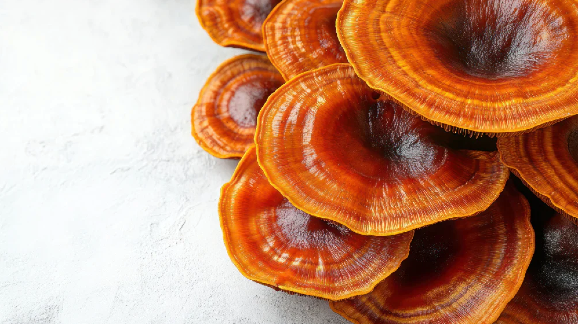 Reishi : la quête taoïste du champignon de l'immortalité