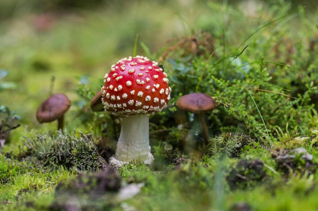 Les guerriers vikings prenaient-ils des champignons hallucinogènes ?