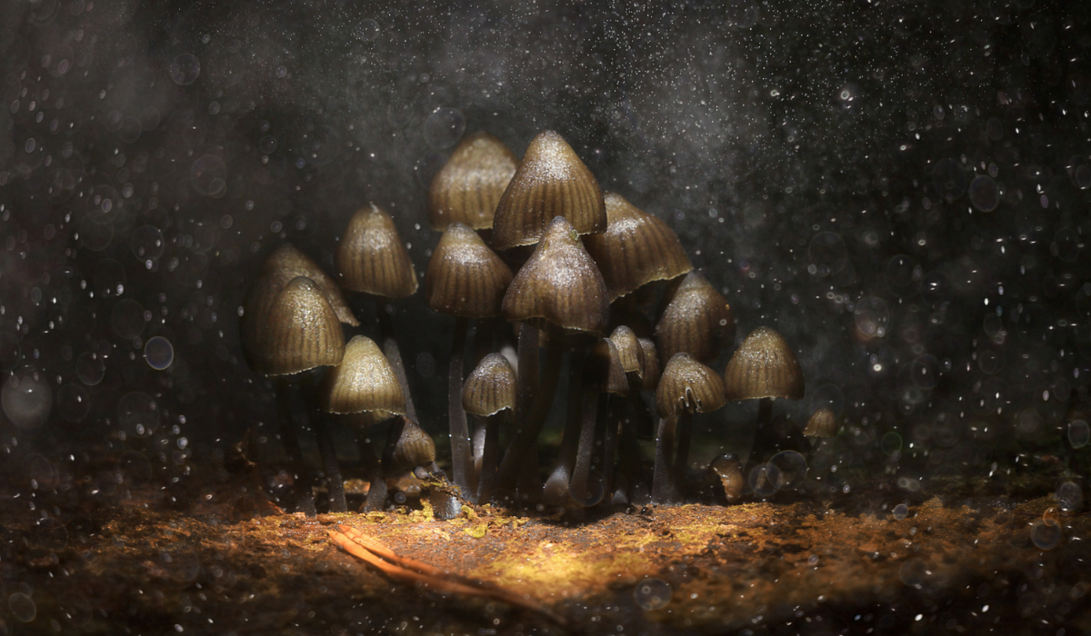 Les 10 champignons les plus vénéneux au monde