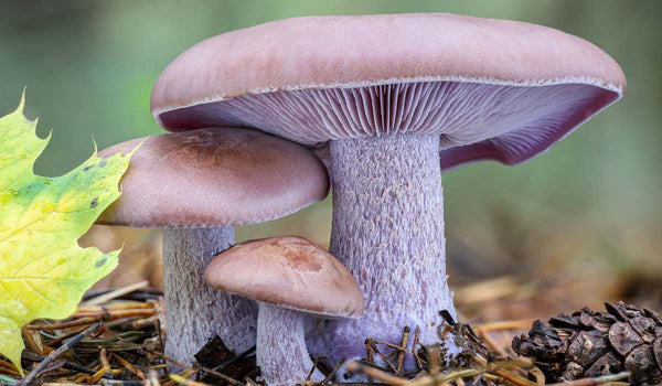 Pied bleu des bois (lepista nuda) : comment éviter la confusion