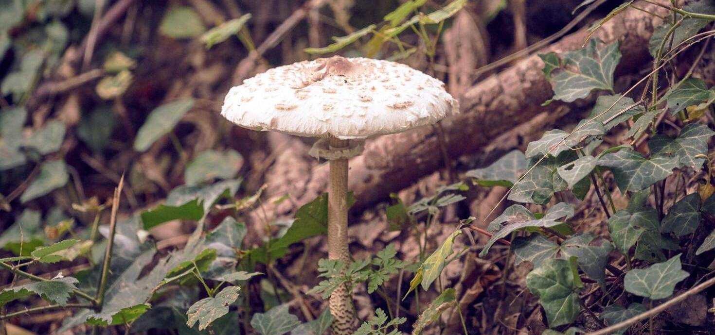 Coulemelle : les bienfaits du champignon parasol