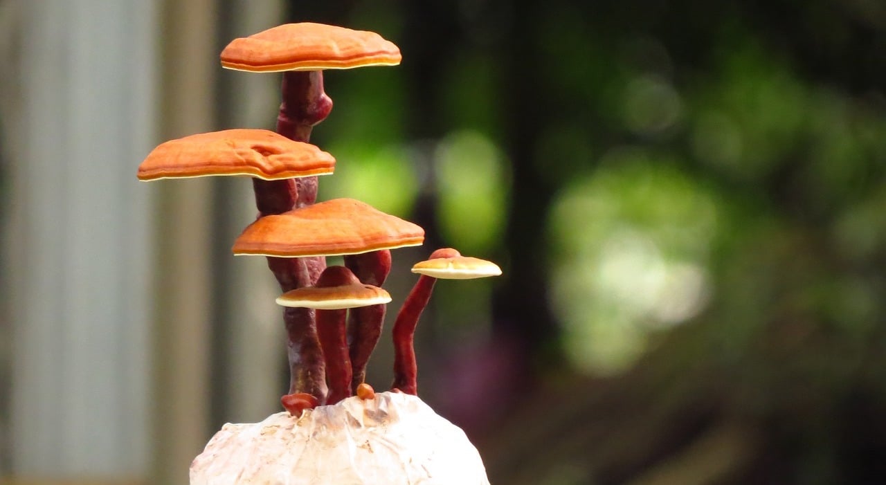Le reishi : bon ou pas pour le sommeil ? 