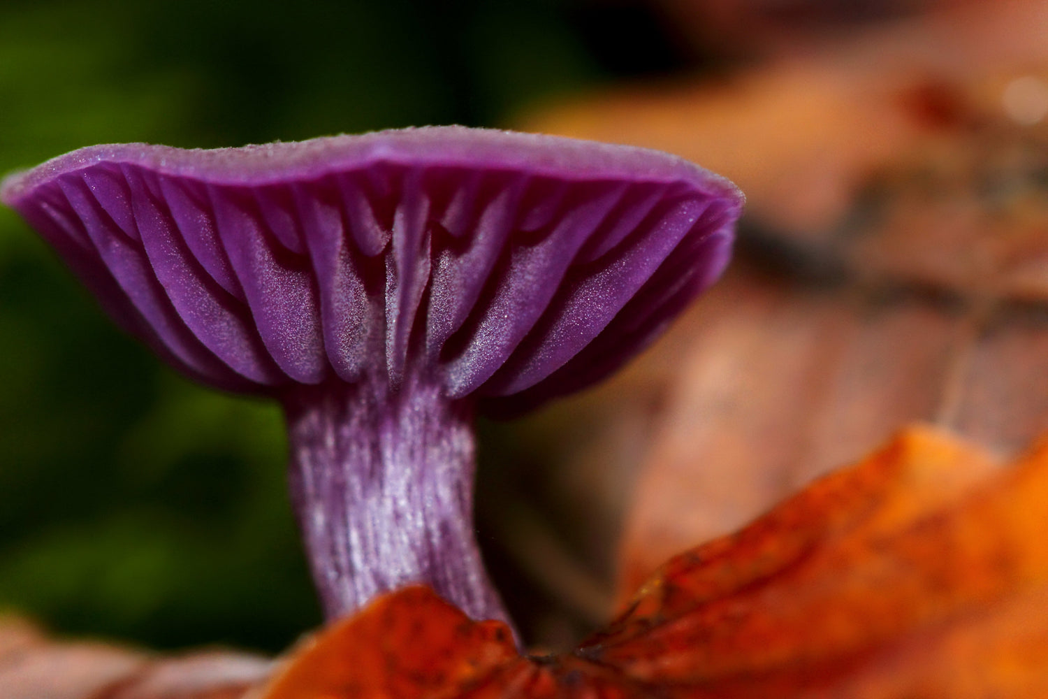 Laccaire améthyste : ce champignon violet est-il comestible ou pas ? 
