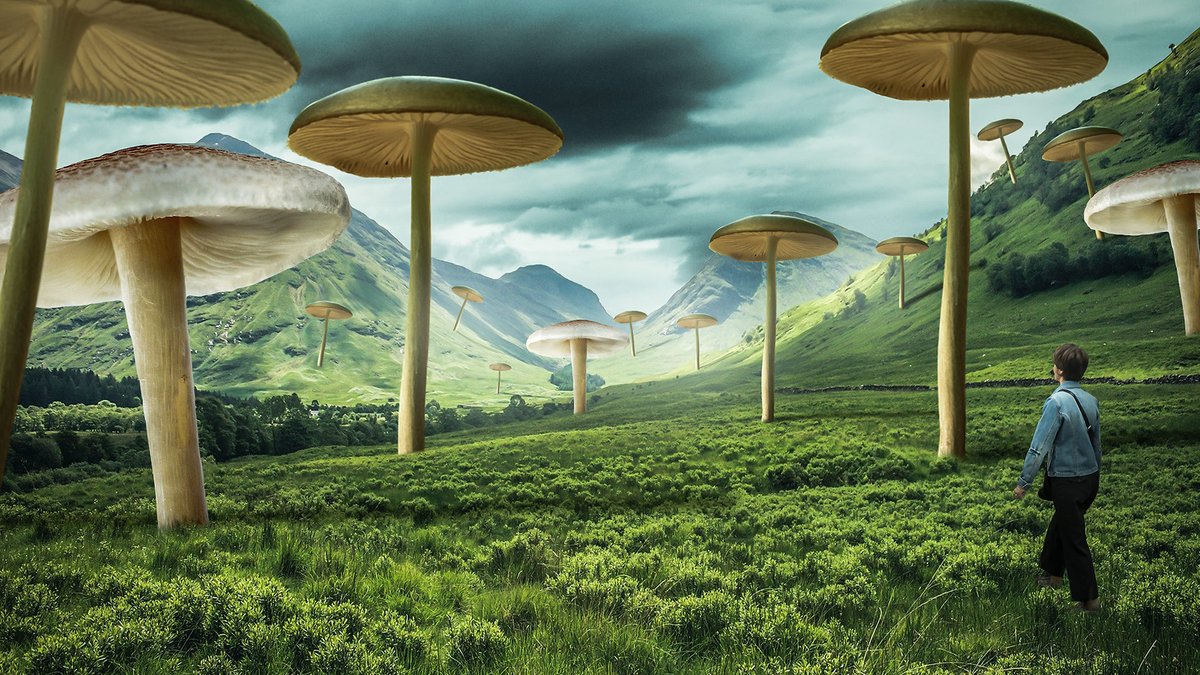 Et si des champignons géants poussaient sur terre ?