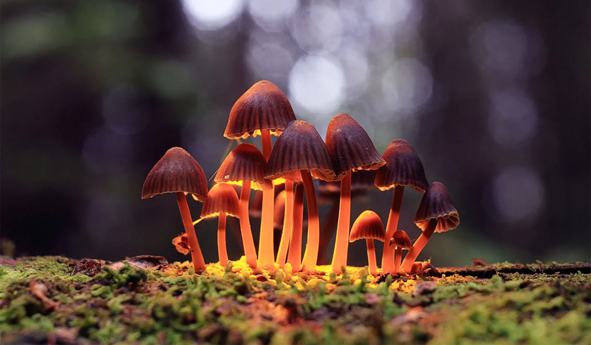 Psilocybes : ces champignons magiques qui stimulent le cerveau