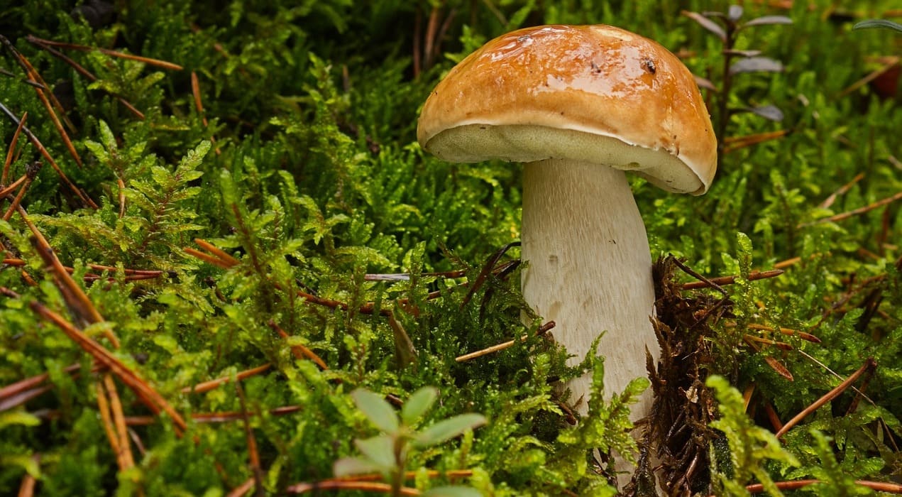 Quelle partie des champignons est la plus bénéfique pour la santé ?