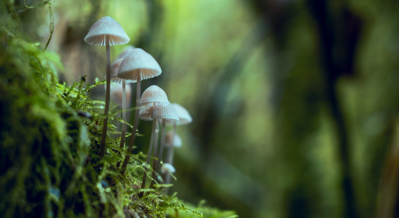 champignon-écologie-santé-mentale
