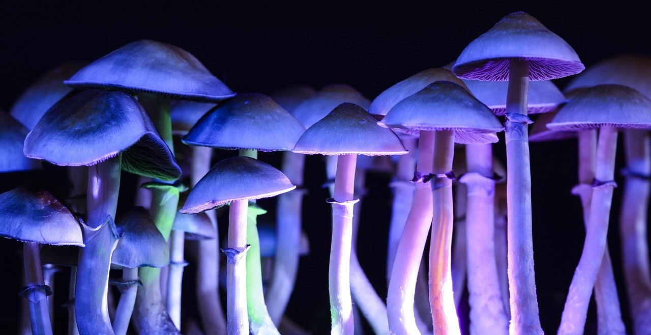 champignon-hallucinogène-bienfaits-santé-mentale-TDAH