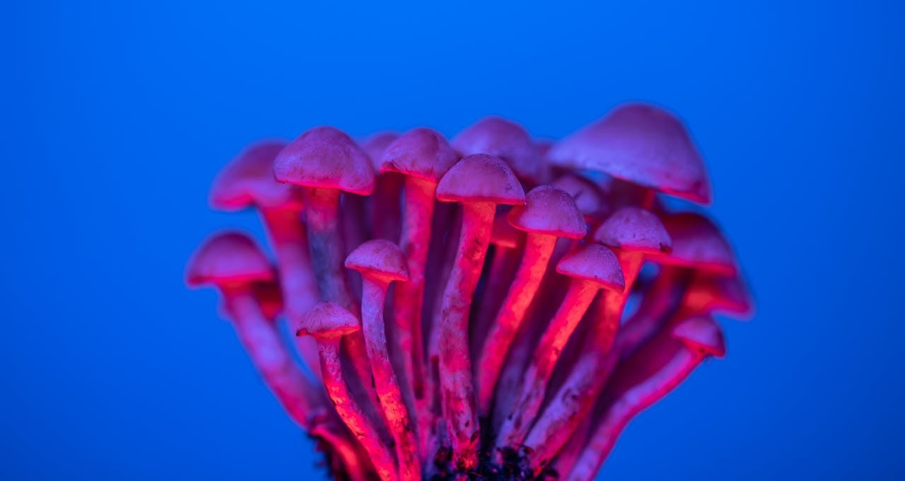 champignon-magique-santé-mentale-trouble-bipolaire