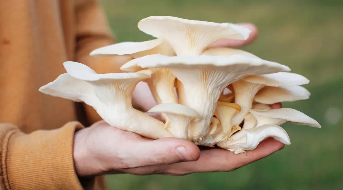 Les meilleurs champignons pour la santé