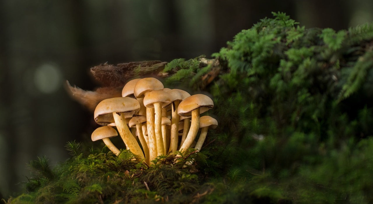 Les 6 mythes et fausses croyances sur les champignons
