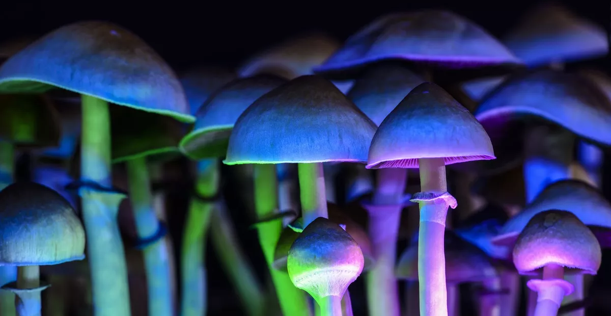 Le microdosing de champignons : des effets « magiques » sur votre cerveau ?